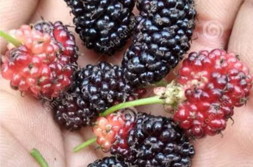 Indian Mulberry